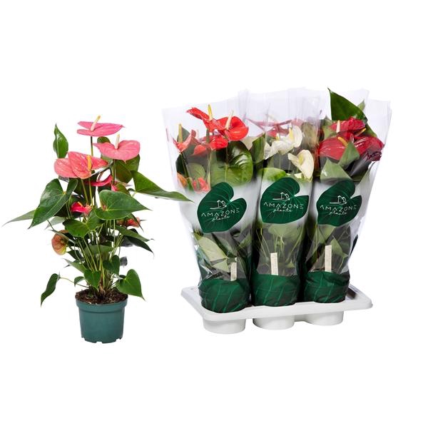 Anthurium Andreanum Grp gemengd 4 kleuren