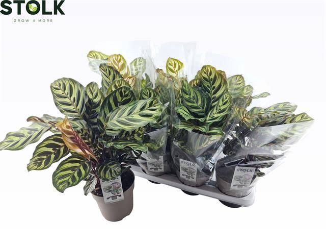 <h4>CALAT MAKOYANA</h4>