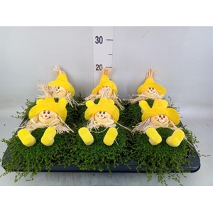 Soleirolia soleirolii   ...green