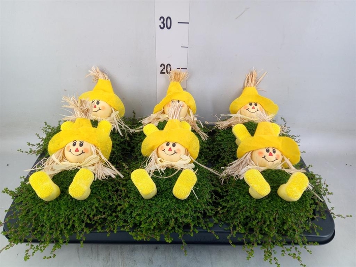 <h4>Soleirolia soleirolii   ...green</h4>