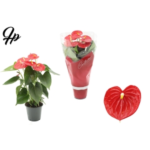 Anthurium 12 cm Esudo in Couture sleeve