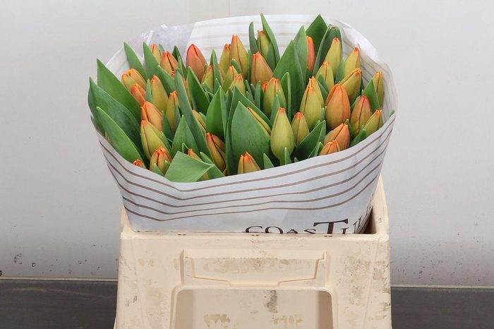 <h4>Tu En Time Out</h4>