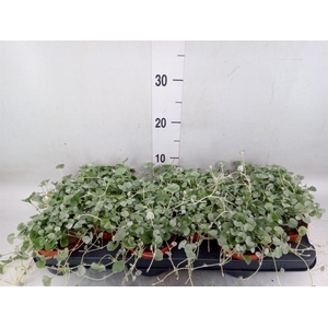 Dichondra argentea 'Silver Falls'