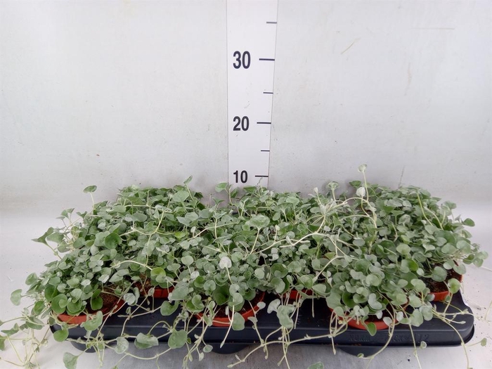 <h4>Dichondra argentea 'Silver Falls'</h4>