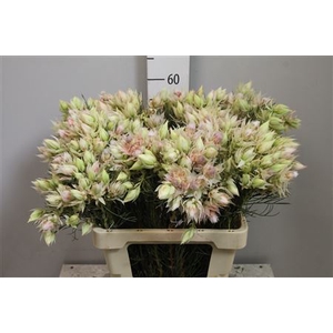 Serruria Blushing Bride 6-9 Flowers
