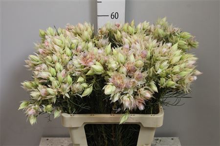<h4>Serruria Blushing Bride 6-9 Flowers</h4>