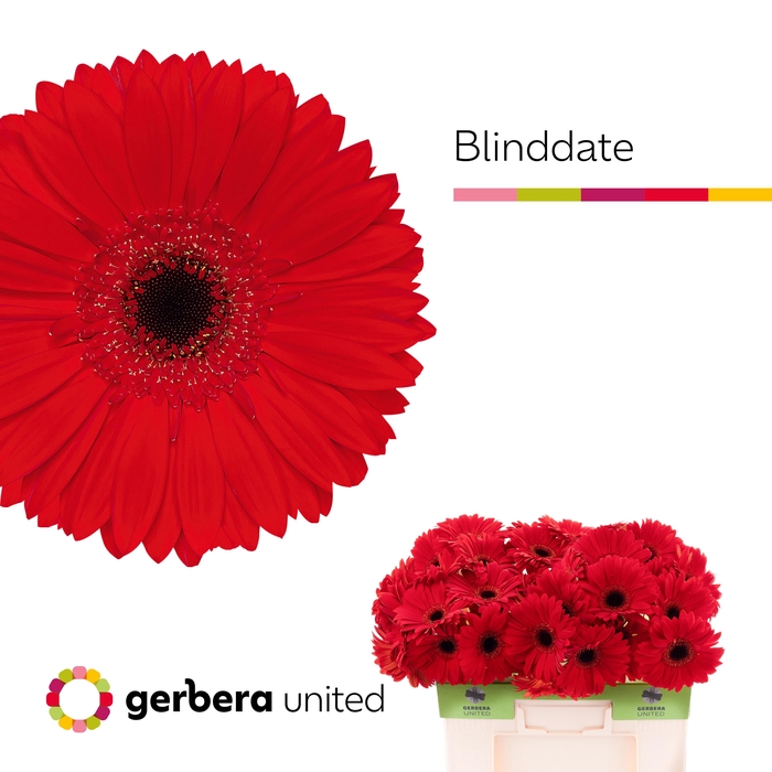<h4>Gerbera Blinddate Water</h4>