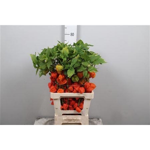Physalis Lampion Tak
