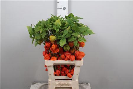 <h4>Physalis Lampion Tak</h4>