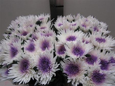 CHR G ANA WIT / MILKA