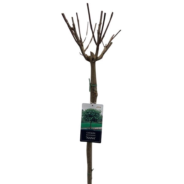 <h4>Catalpa big. 'Nana' stam 100</h4>