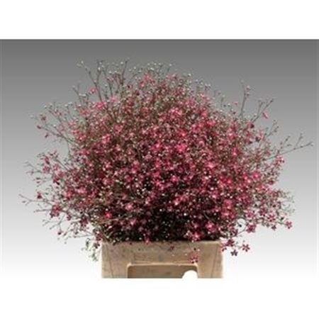 <h4>Gyps Elegance Roze Per Bos</h4>