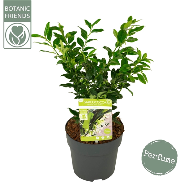 <h4>Sarcococca confusa</h4>