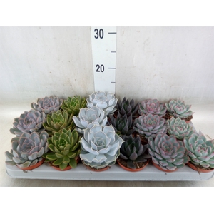Echeveria   ...mix