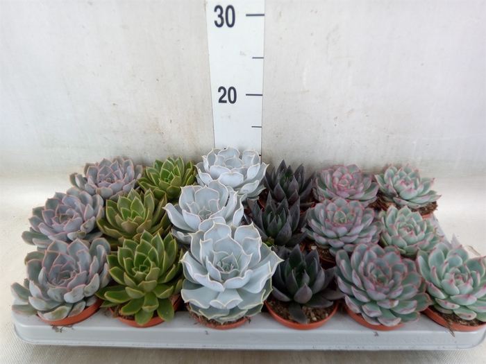 <h4>Echeveria   ...mix</h4>