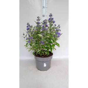 Caryopteris clandon.