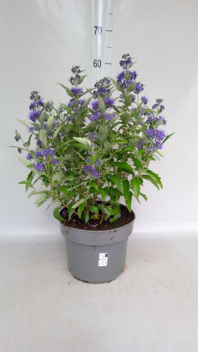 <h4>Caryopteris clandon.</h4>