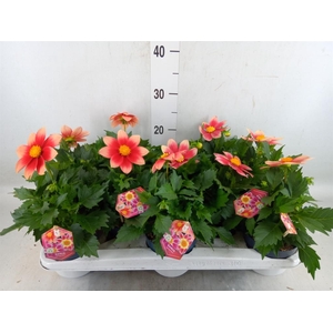 DAHLIA  'SUMMERBEES SALMON BICO' DA