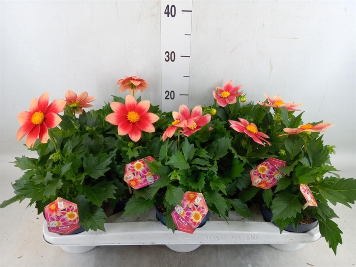 Dahlia  'Summerbees Salmon bico'
