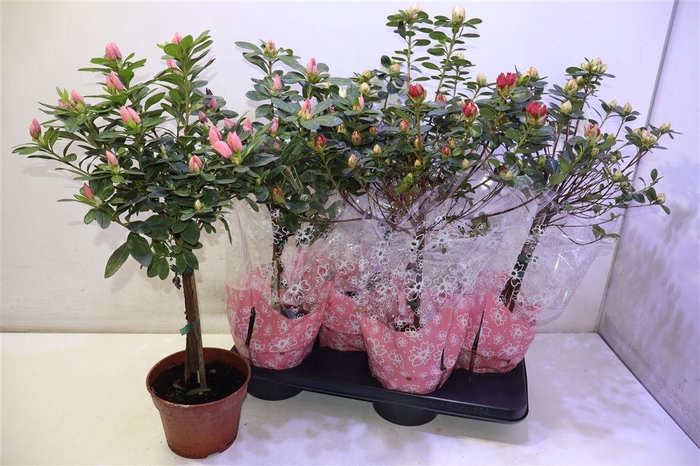 <h4>Rhodo Si Sachsenster Gem Op Stam</h4>