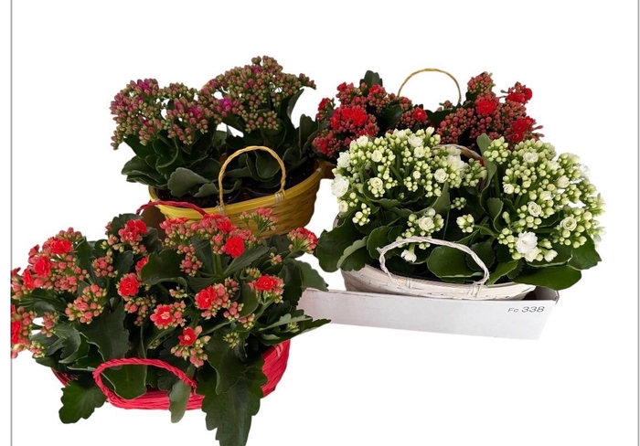 <h4>KAL GE GEM 4 KL</h4>