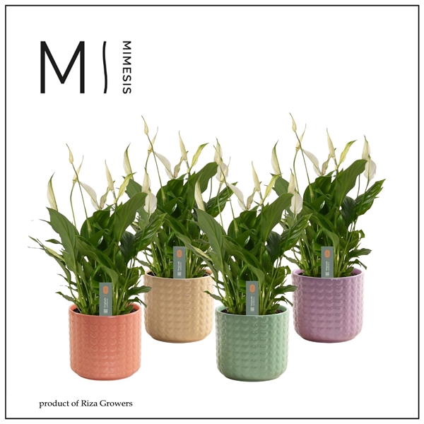 <h4>Mimesis Spathiphyllum Bellini -13 cm in Kaya - Craft World</h4>