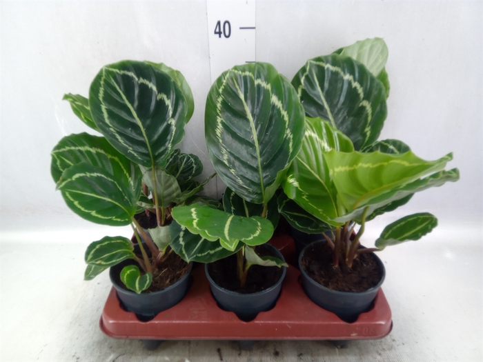 <h4>Calathea   ...</h4>