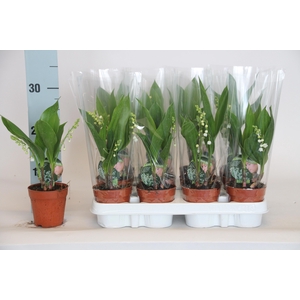 CONVALLARIA MAJALIS