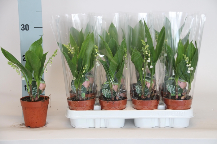 <h4>CONVALLARIA MAJALIS</h4>