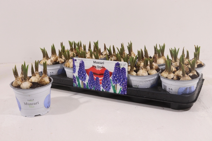 <h4>Muscar Big Smile</h4>