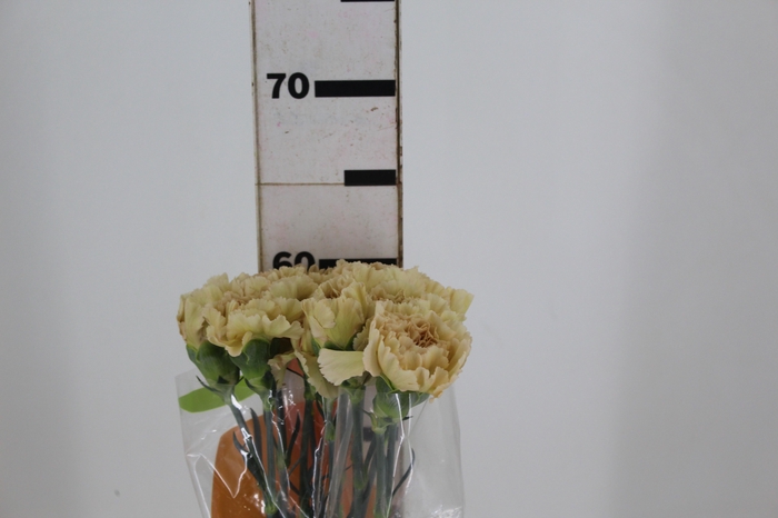 <h4>CRAVO CAPUCCINO 070 CM</h4>