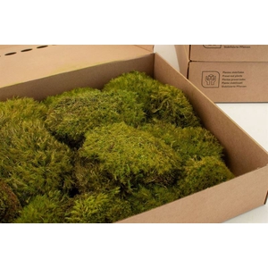 Mood Moss Gepreserveerd ca. 0,2 m2