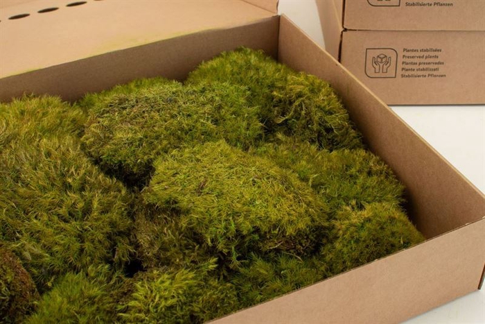 Mood Moss Gepreserveerd ca. 0,2 m2