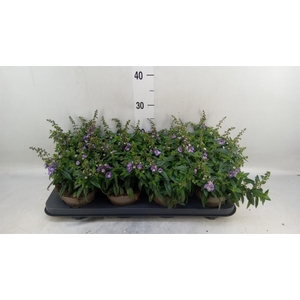 Angelonia  'Serena Lavender'