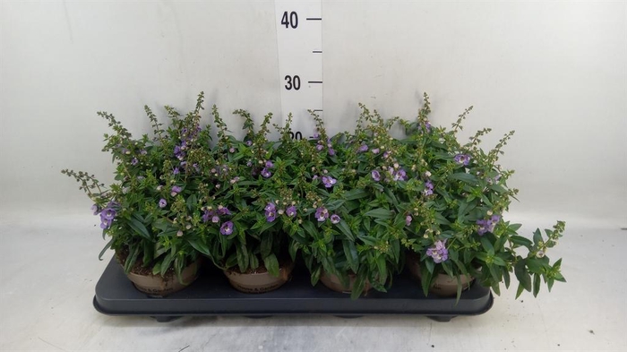 <h4>Angelonia  'Serena Lavender'</h4>