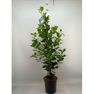 Ficus microcarpa 'Moclame'