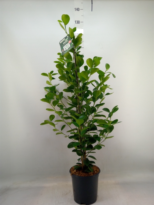 <h4>Ficus microcarpa 'Moclame'</h4>
