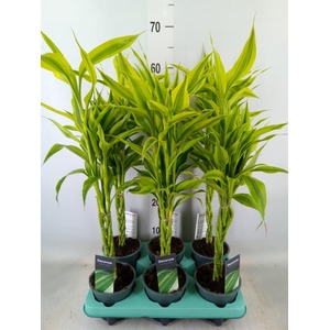 Dracaena sand. 'Gold'