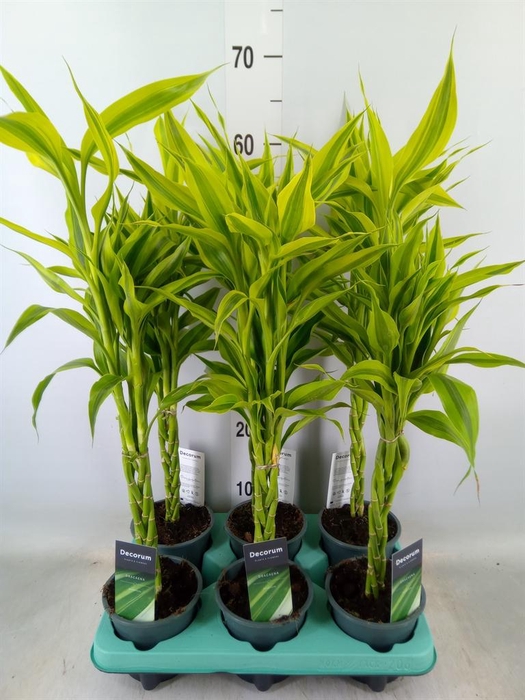 <h4>Dracaena sand. 'Gold'</h4>