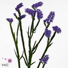 <h4>Lim Statice Lavendel</h4>