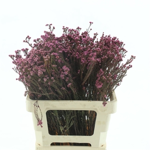 Kaaps Staavia Klb Pink