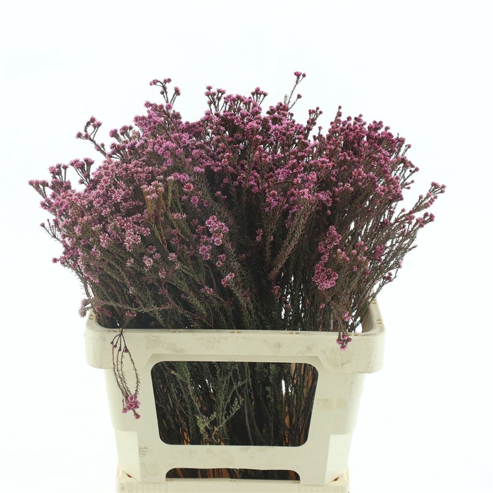 <h4>Kaaps Staavia Klb Pink</h4>
