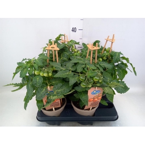 Solanum lycopersicum   ...