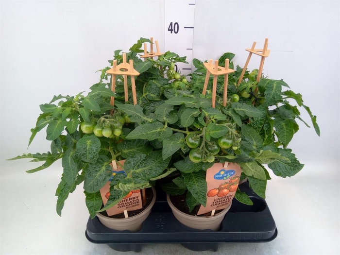 <h4>Solanum lycopersicum   ...</h4>