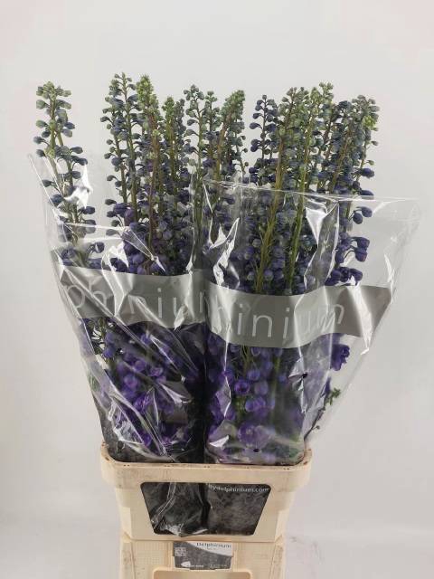 <h4>DELPH DU PURPLE ARRO</h4>