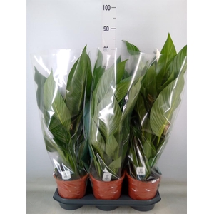 Spathiphyllum  'Bingo Cupido'