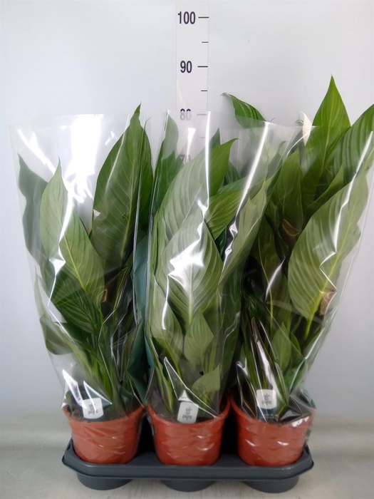 <h4>Spathiphyllum  'Bingo Cupido'</h4>