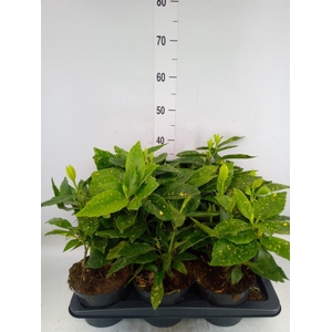 Aucuba japonica 'Crotonifolia'