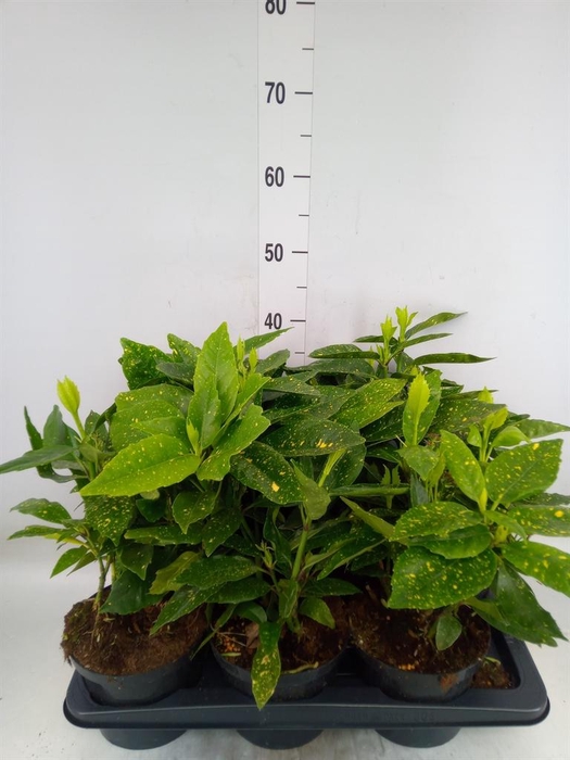 <h4>Aucuba japonica 'Crotonifolia'</h4>