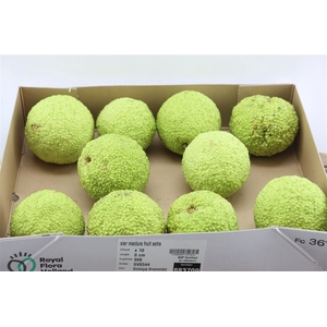 Sier Maclura Fruit Extra